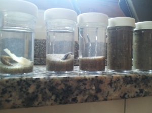 The collection of beach jars.